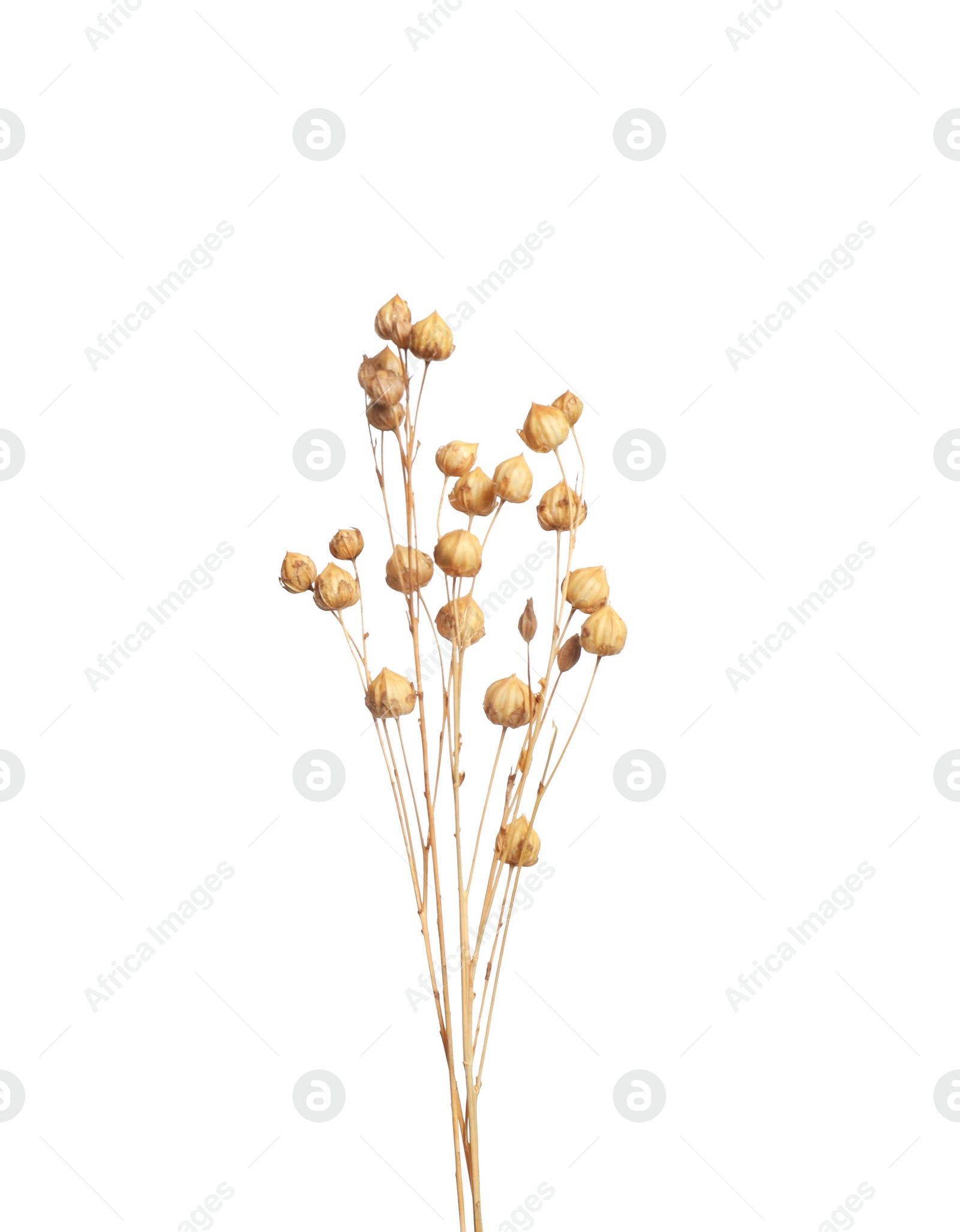 Photo of Beautiful tender dried flowers on white background.