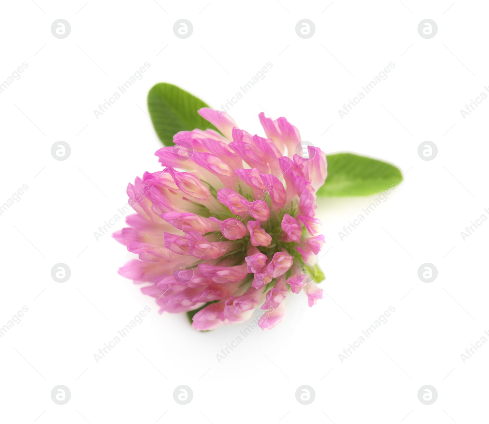 Photo of Beautiful blooming clover flower with green leaves on white background, top view