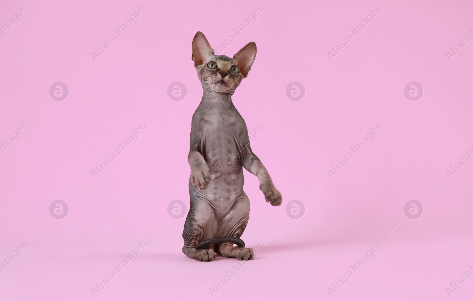 Photo of Adorable Sphynx kitten on pink background. Baby animal