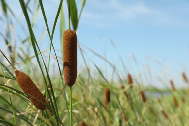 Beautiful reed plants growing outdoors on sunny day