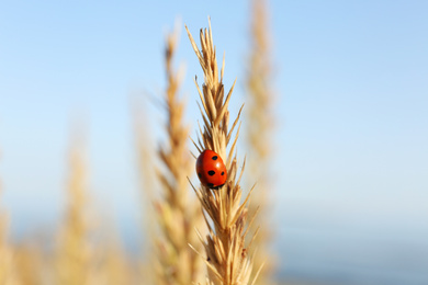 Photo of Closeup view of ladybug on spike outdoors