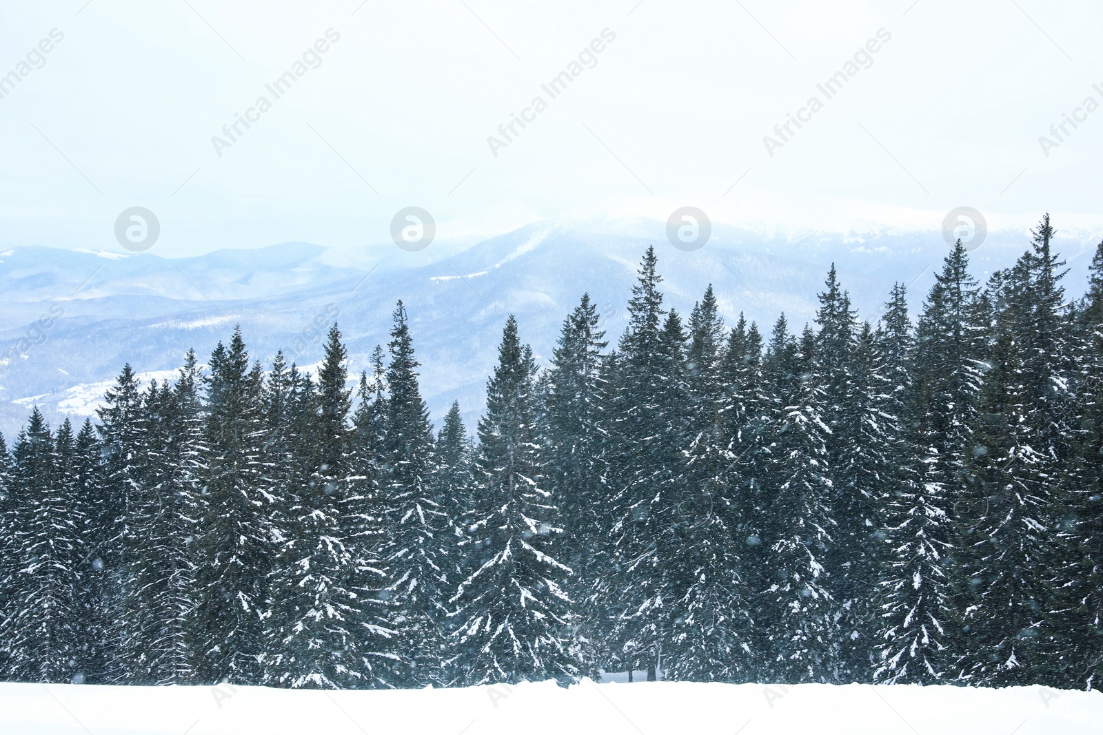 Photo of Picturesque view of snowy coniferous forest on winter day