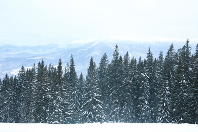 Picturesque view of snowy coniferous forest on winter day