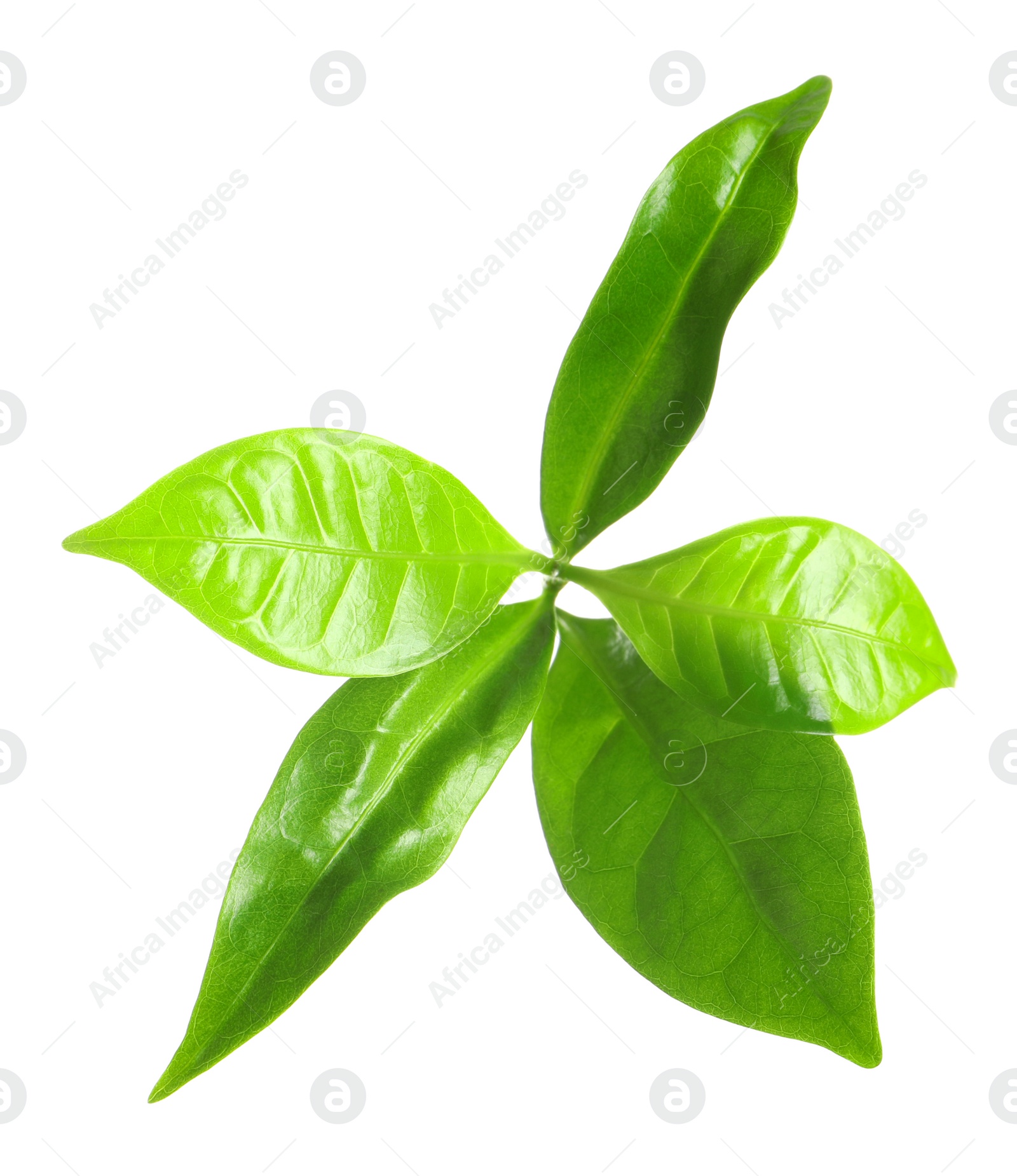 Photo of Fresh green coffee leaves isolated on white