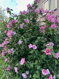 Beautiful shrub with bright flowers growing outdoors
