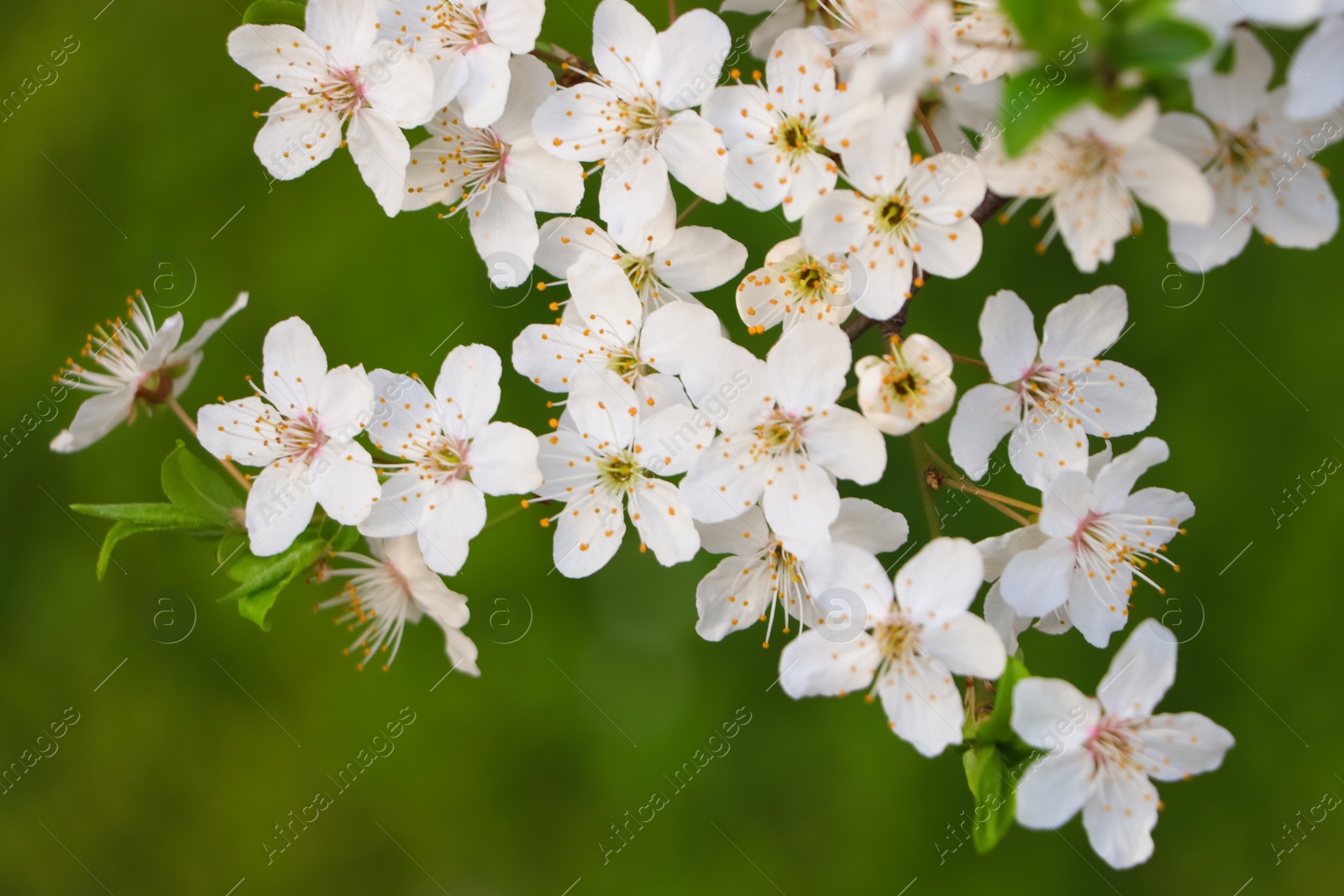 Photo of Cherry tree with white blossoms on green background, closeup. Spring season