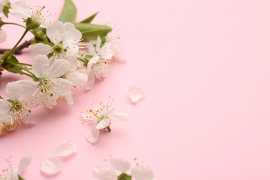 Beautiful spring tree blossoms and petals on pink background, closeup. Space for text