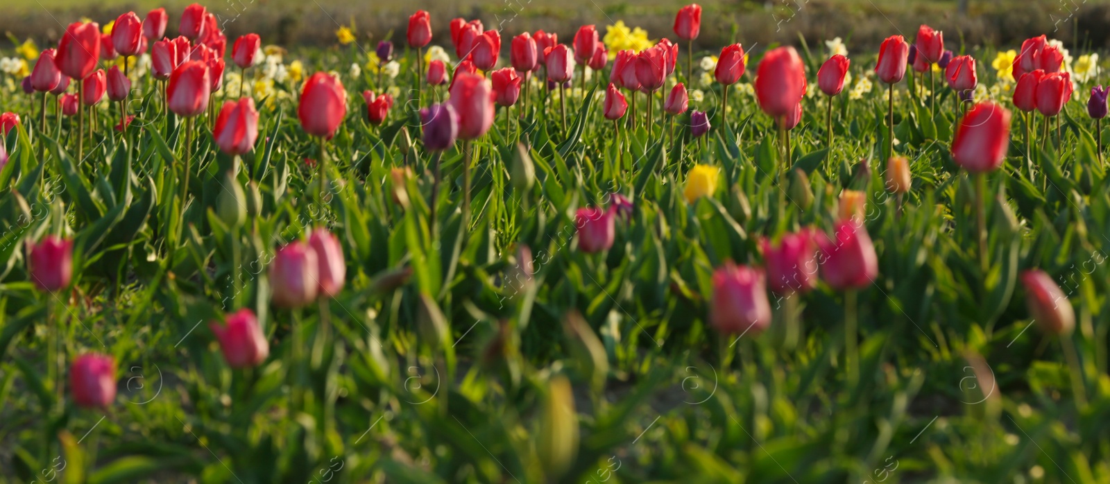 Photo of Field with fresh beautiful tulips. Blooming flowers