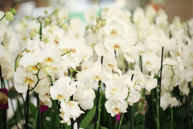 Photo of Beautiful white orchid flowers on blurred background. Tropical plant