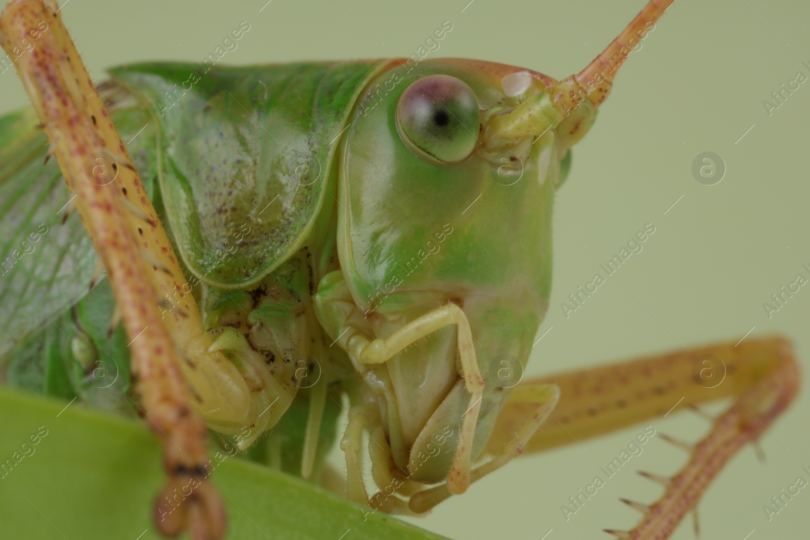 Photo of Small green grasshopper. Macro photography of insect