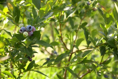 Bush of wild blueberry with berries growing outdoors on sunny day, space for text
