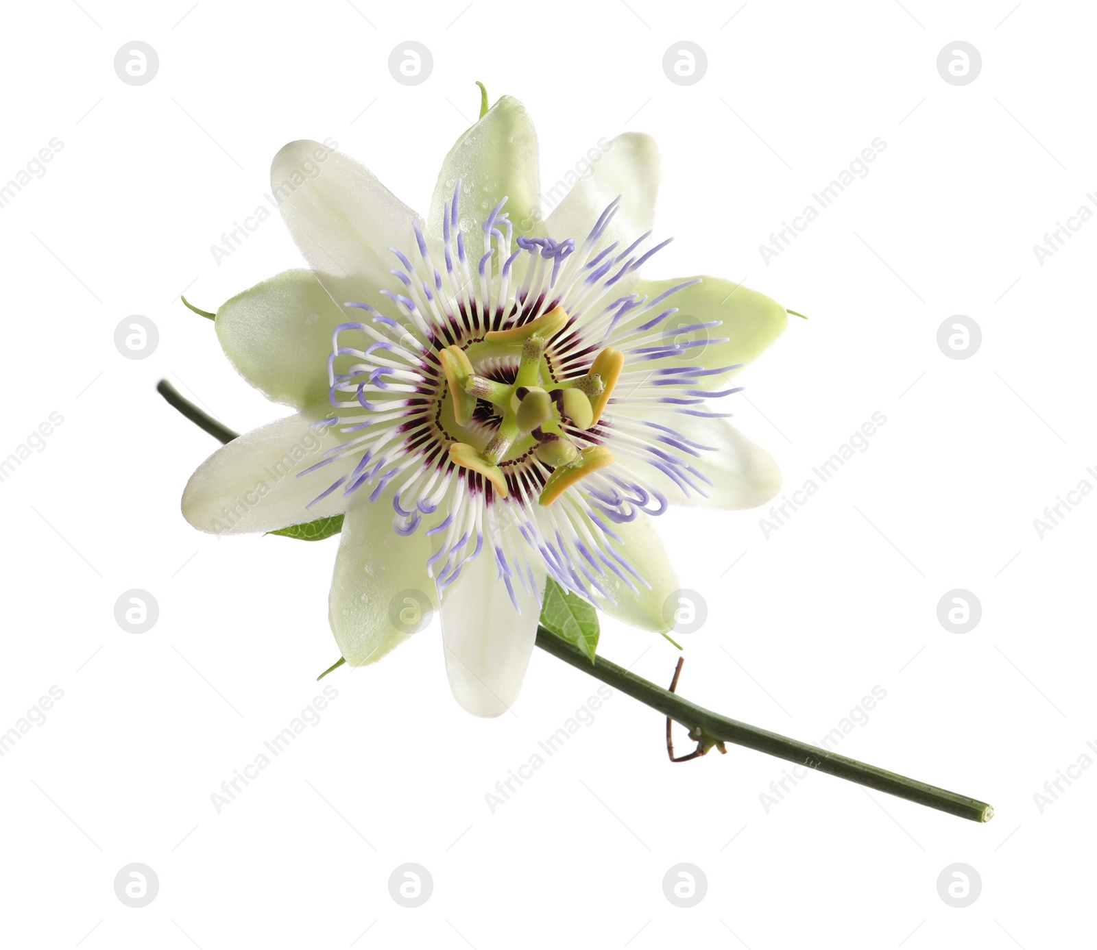 Photo of Beautiful blossom of Passiflora plant (passion fruit) on white background