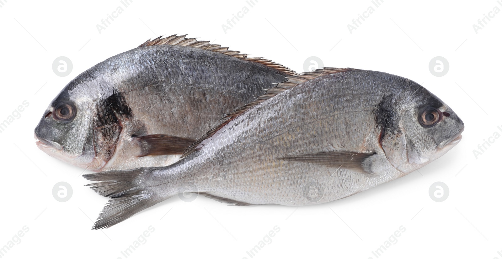 Photo of Fresh raw dorado fish isolated on white