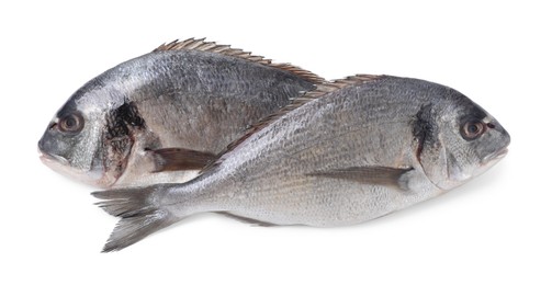 Fresh raw dorado fish isolated on white