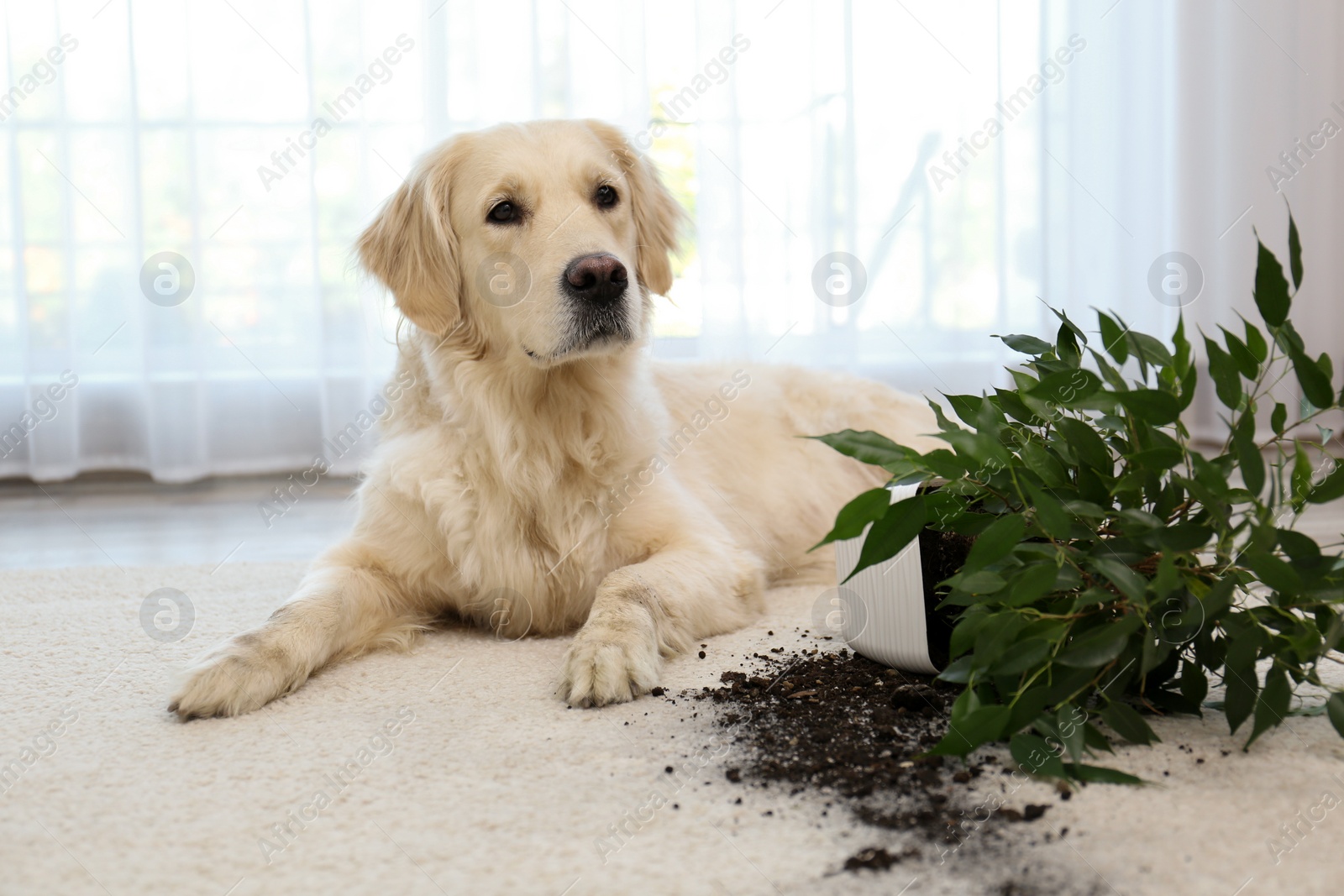 Photo of Cute Golden Retriever dog near overturned houseplant on light carpet at home