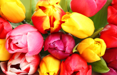 Photo of Closeup view of beautiful bright spring tulips