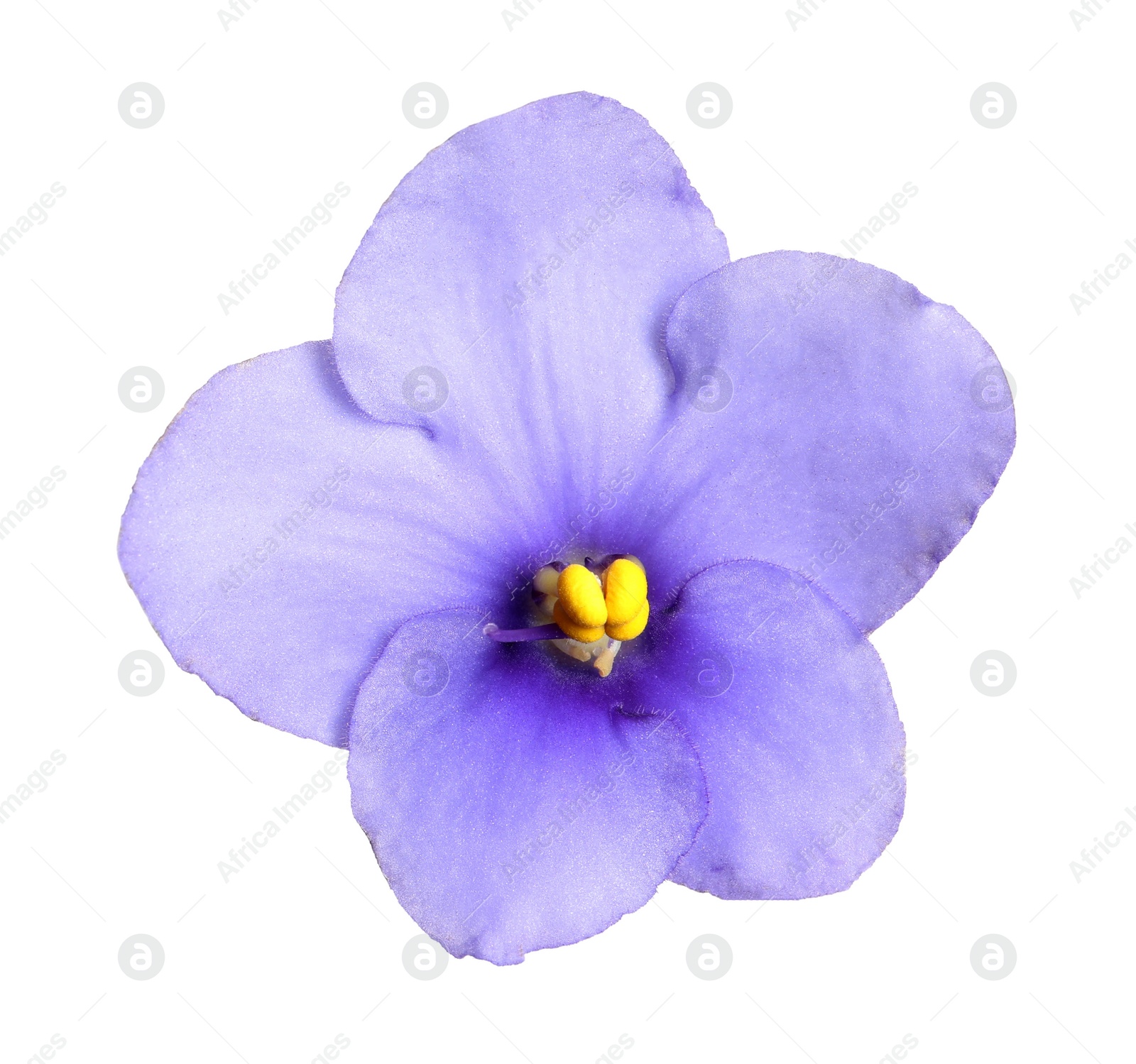 Photo of Purple flower of violet plant isolated on white