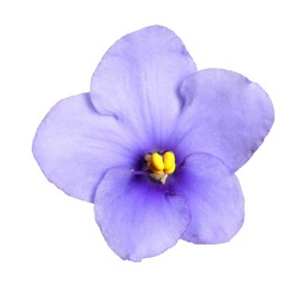 Purple flower of violet plant isolated on white