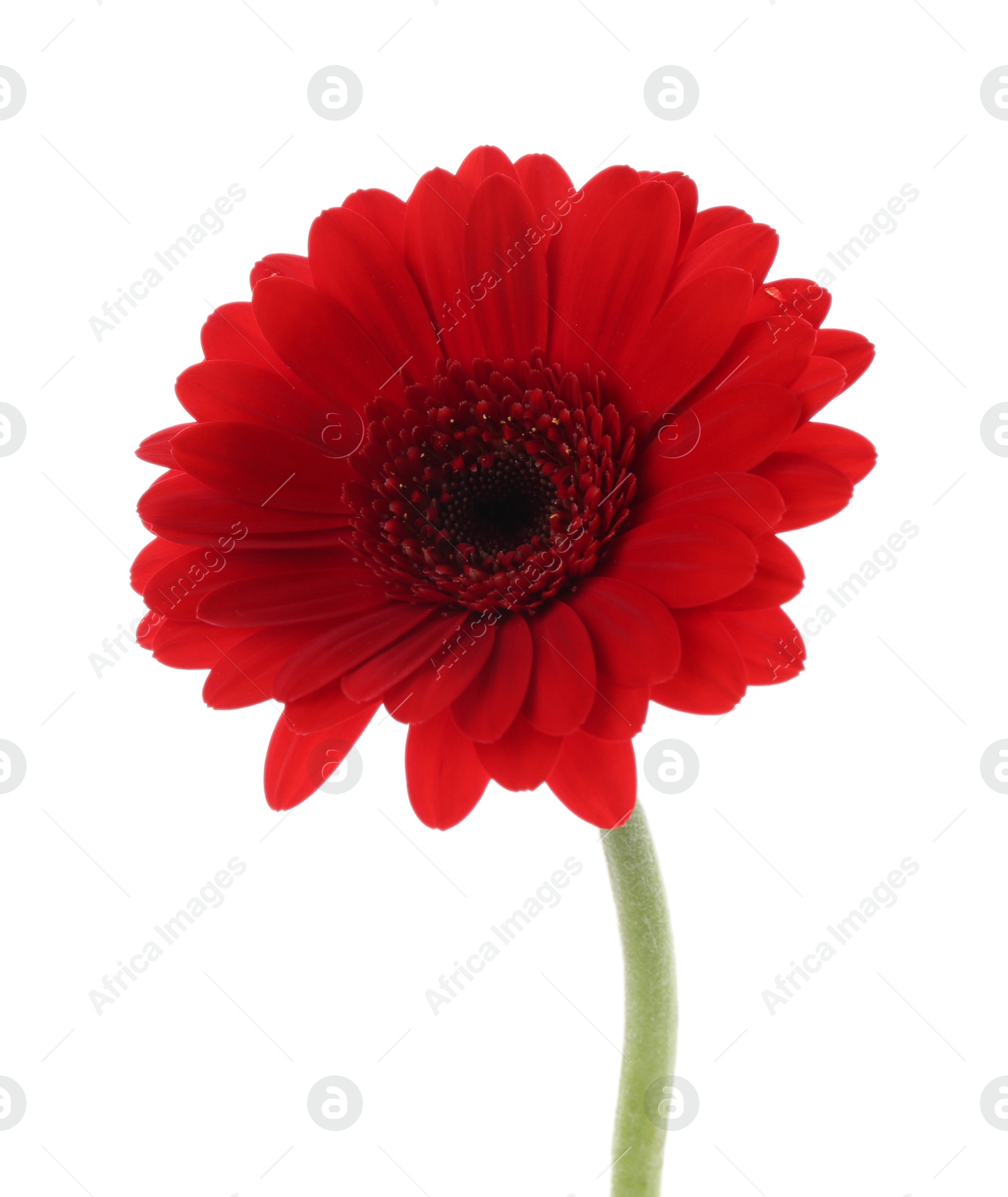 Photo of Beautiful red gerbera flower isolated on white