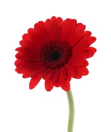 Photo of Beautiful red gerbera flower isolated on white