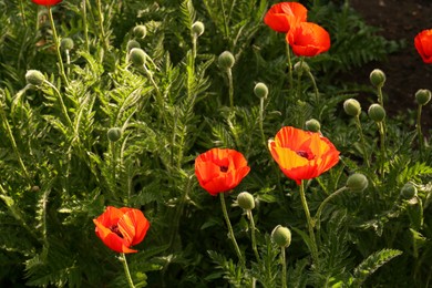 Photo of Beautiful red poppy flowers outdoors on sunny day