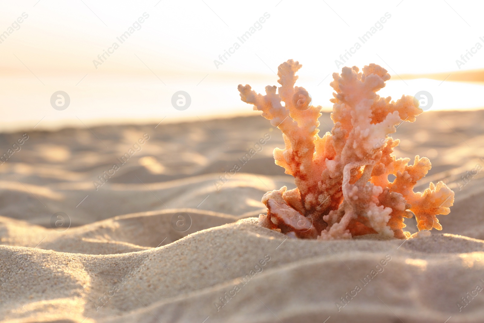Photo of Sandy beach with beautiful coral near sea on summer day. Space for text
