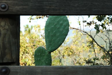 Photo of Beautiful Opuntia cactus growing near wooden fence outdoors