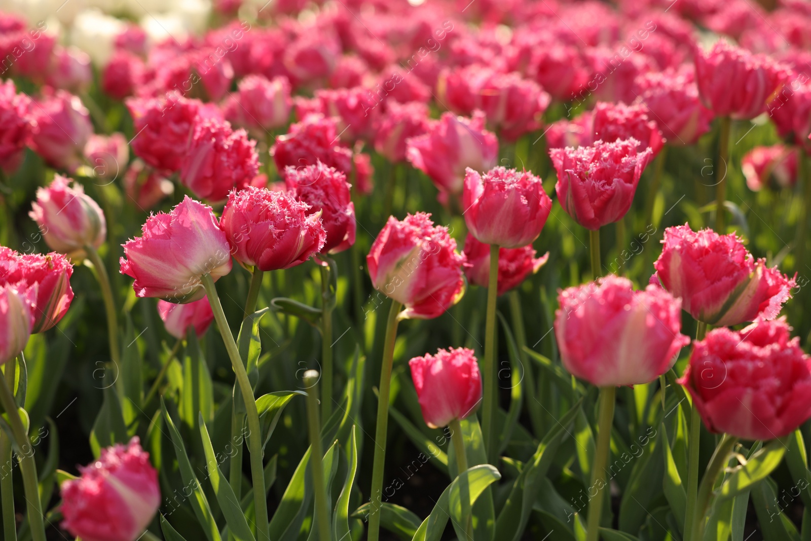 Photo of Beautiful colorful tulips growing in flower bed