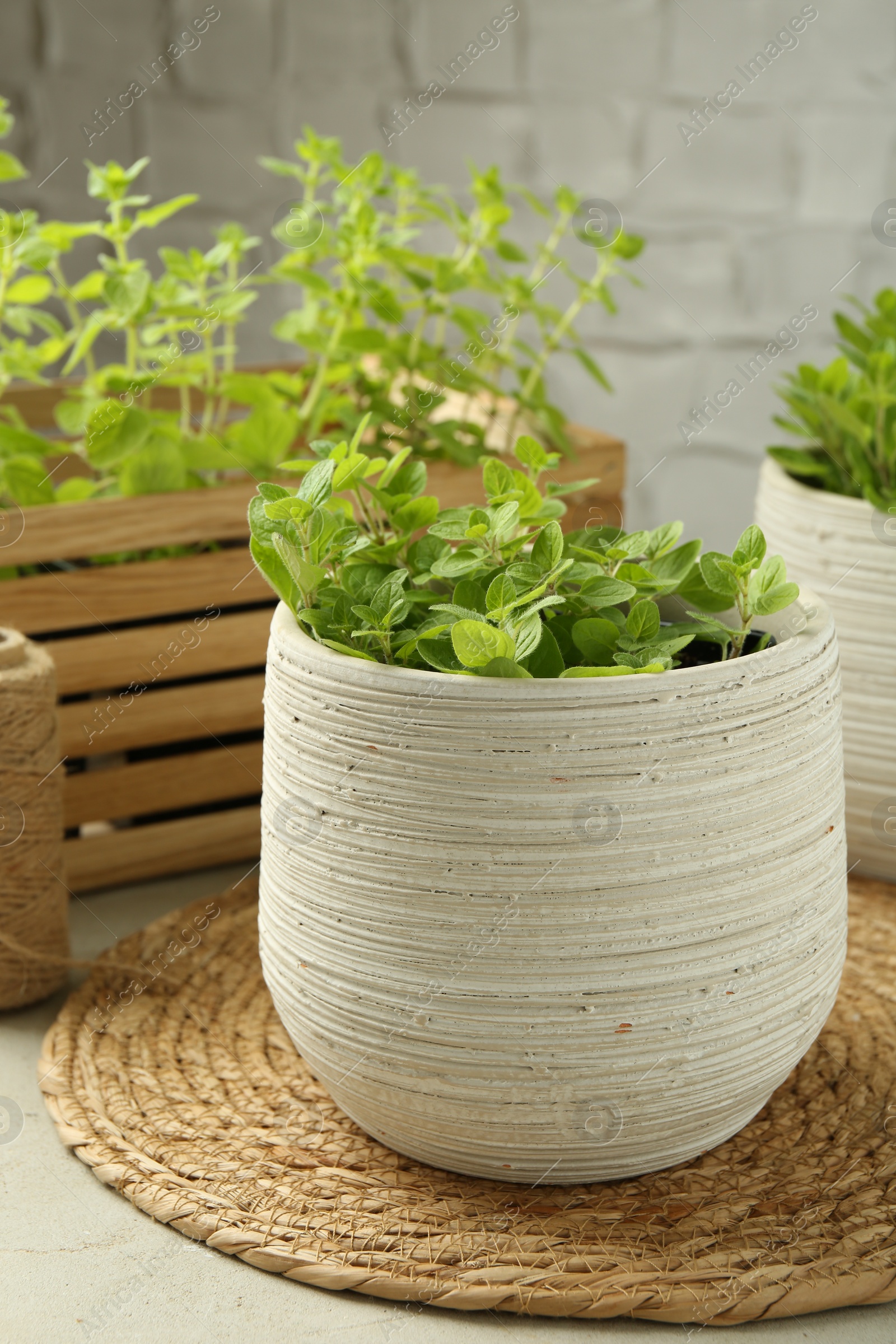 Photo of Aromatic potted oregano on light grey table