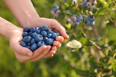 Photo of Woman holding heap of wild blueberries outdoors, closeup and space for text. Seasonal berries
