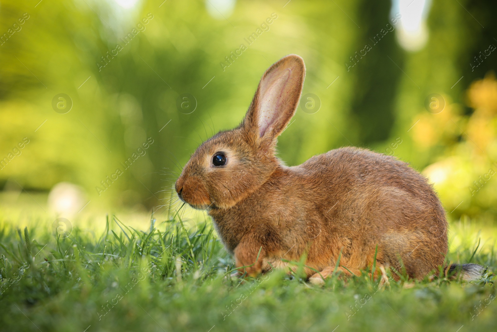 Photo of Cute fluffy rabbit on green grass outdoors