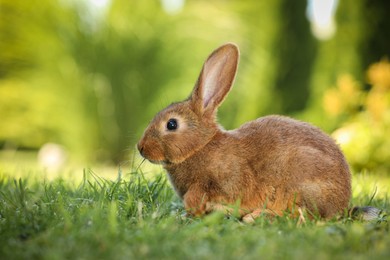 Photo of Cute fluffy rabbit on green grass outdoors