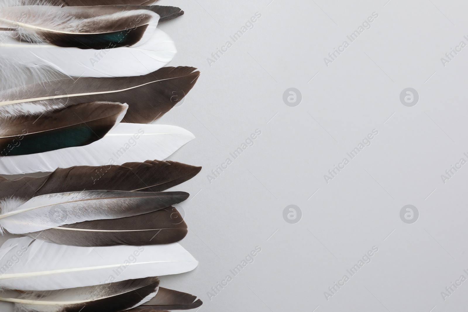 Photo of Many different bird feathers on white background, flat lay. Space for text