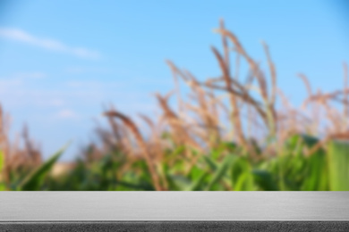 Image of Empty stone surface and blurred view of beautiful corn field. Space for text