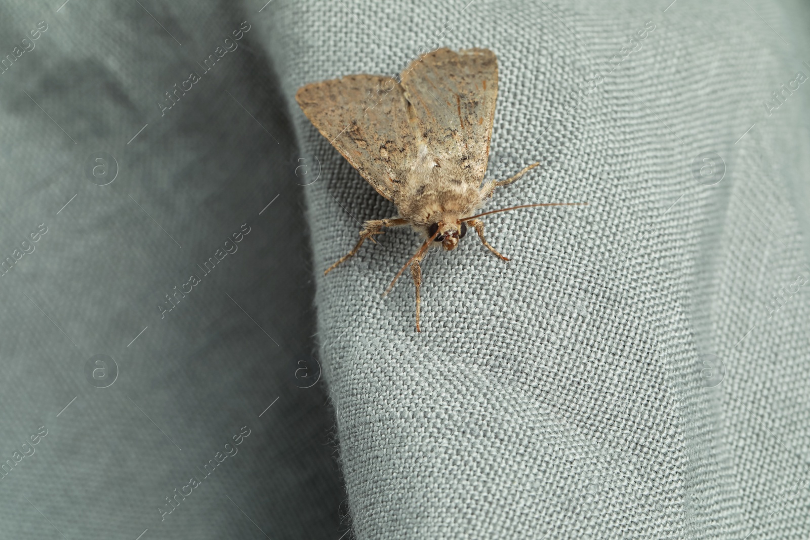 Photo of Paradrina clavipalpis moth on light grey cloth