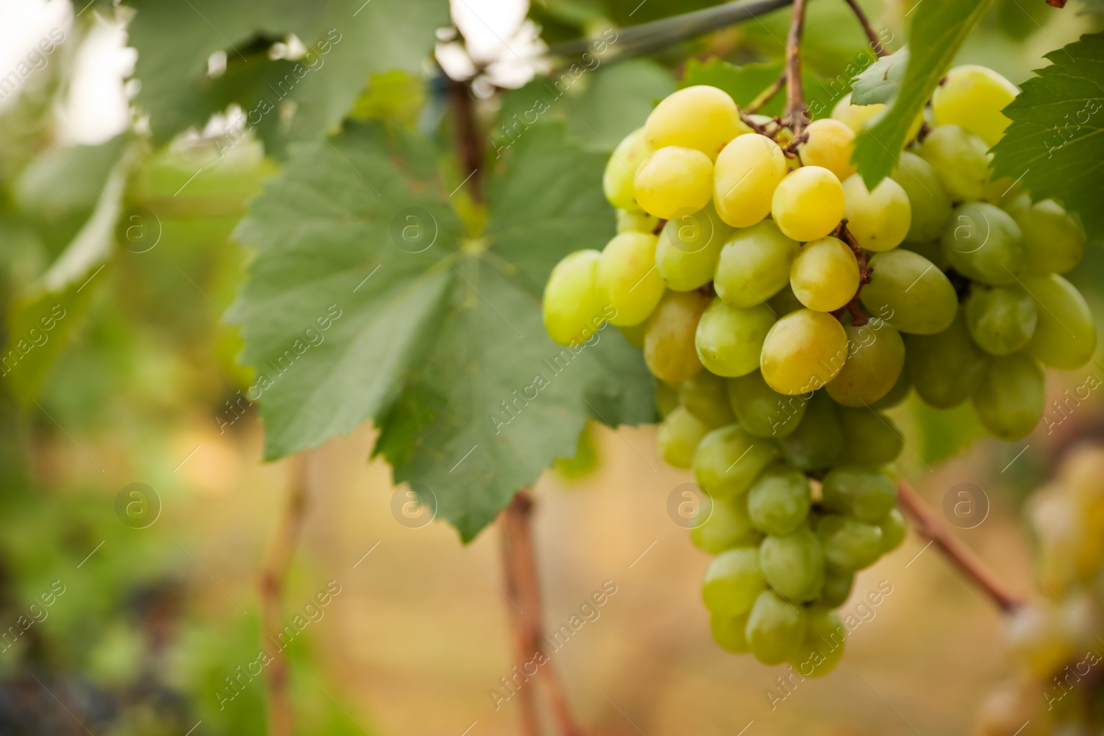 Photo of Bunch of ripe juicy grapes on branch in vineyard, closeup. Space for text