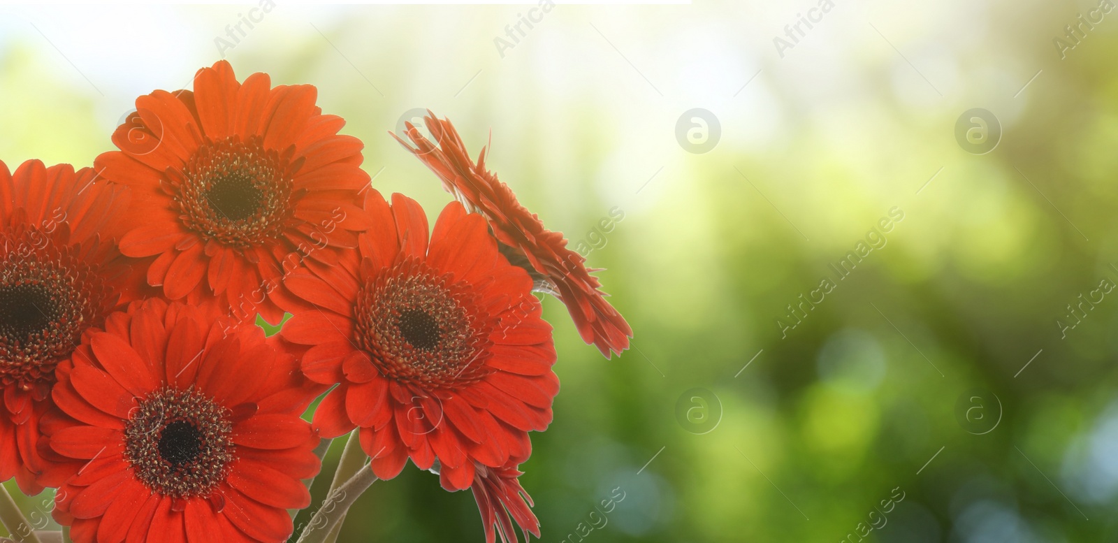 Image of Bouquet of beautiful red gerbera flowers outdoors on sunny day, space for text. Banner design