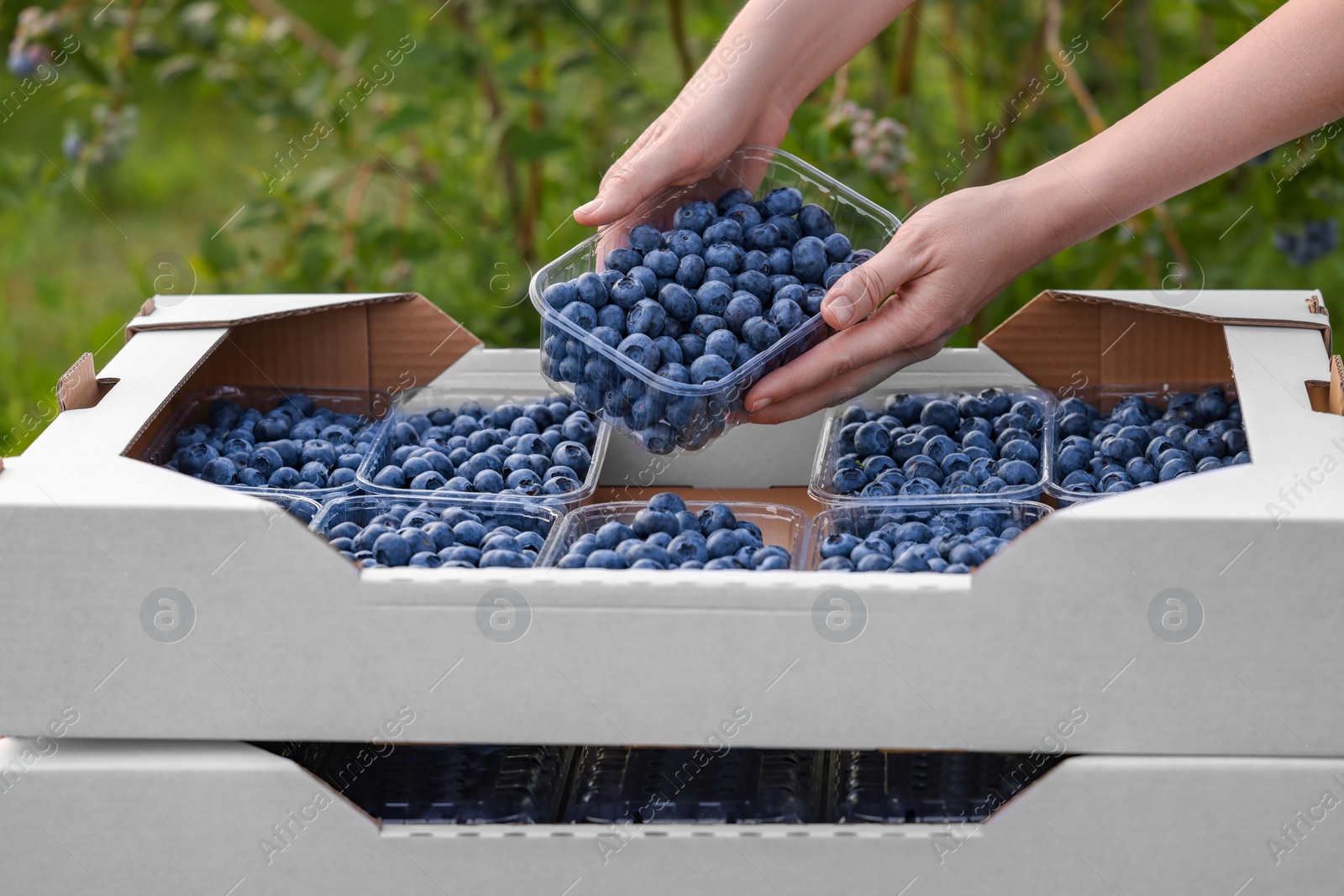 Photo of Woman with containers of fresh blueberries outdoors, closeup. Seasonal berries