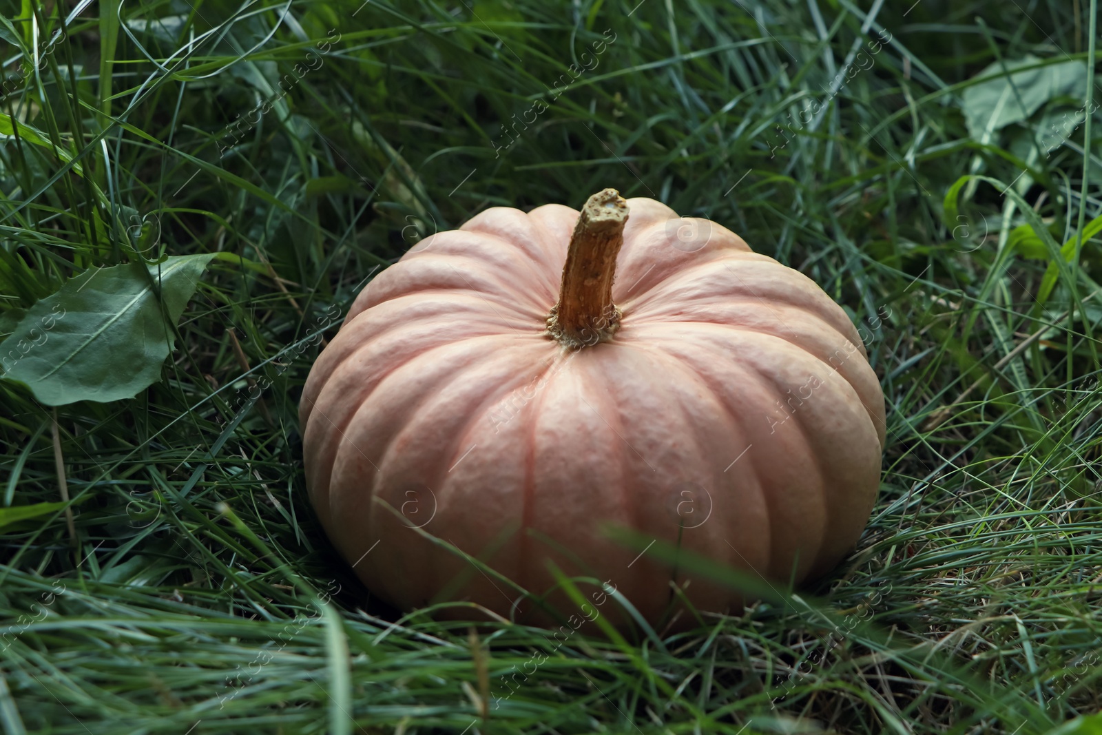 Photo of Whole ripe pumpkin among green grass outdoors