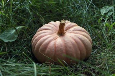 Whole ripe pumpkin among green grass outdoors