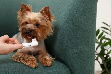 Photo of Woman brushing dog's teeth on couch, closeup