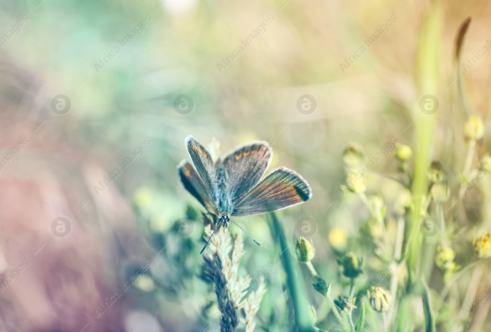 Photo of Beautiful Adonis blue butterfly on plant in field, closeup. Space for text