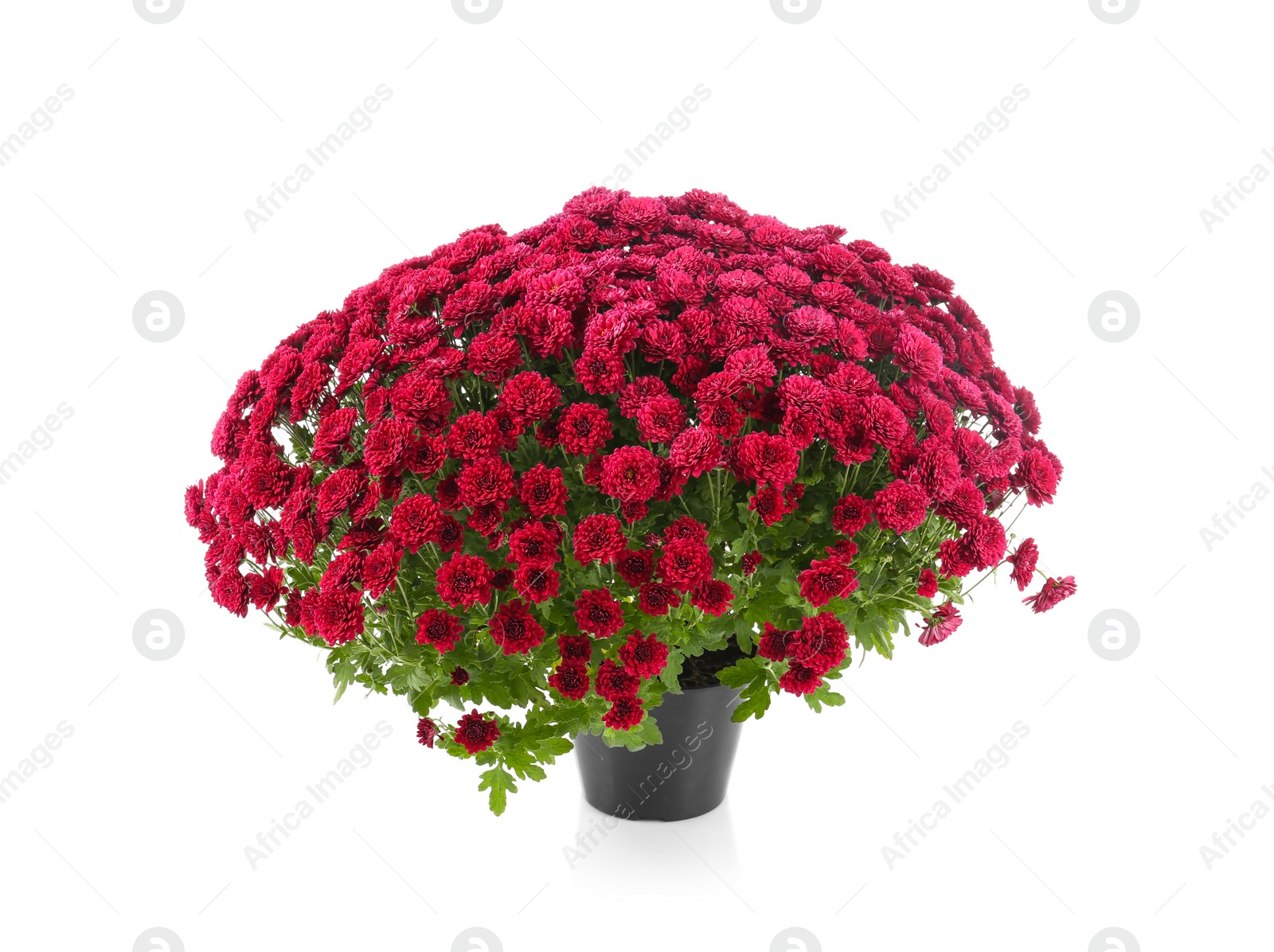 Photo of Beautiful chrysanthemum flowers in pot on white background