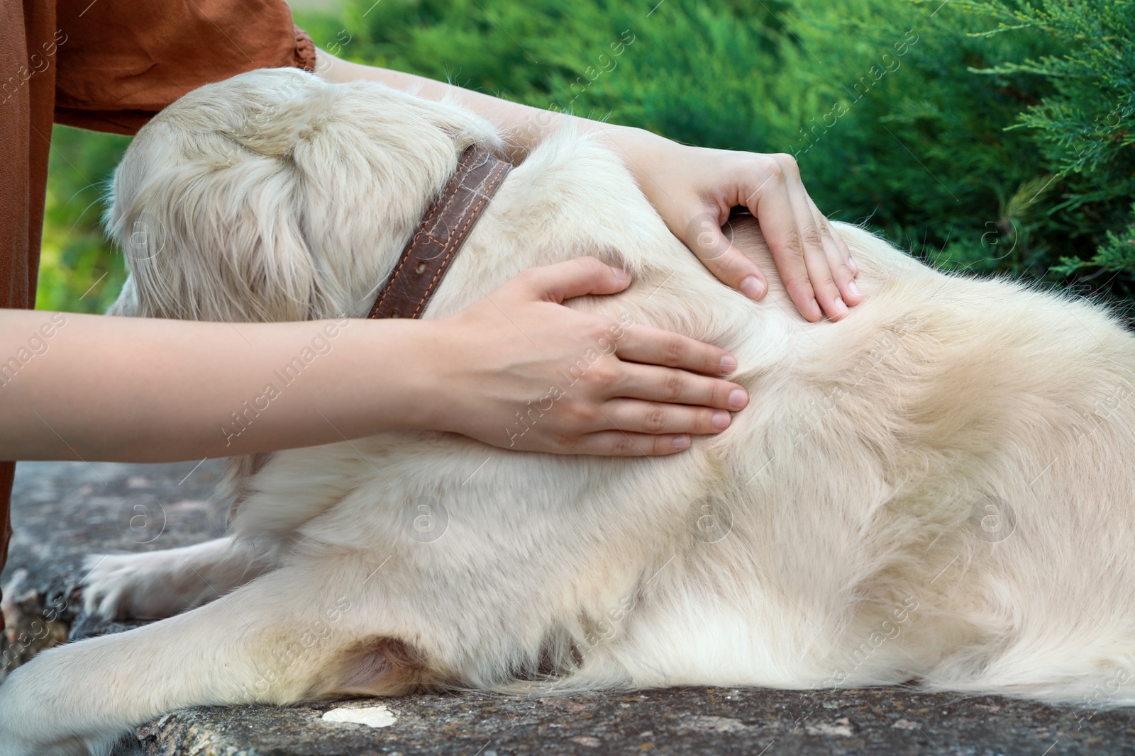 Photo of Woman checking dog's skin for ticks outdoors, closeup