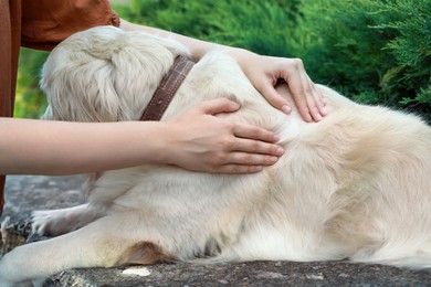 Photo of Woman checking dog's skin for ticks outdoors, closeup