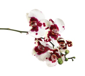Photo of Branch with beautiful tropical orchid flowers on white background
