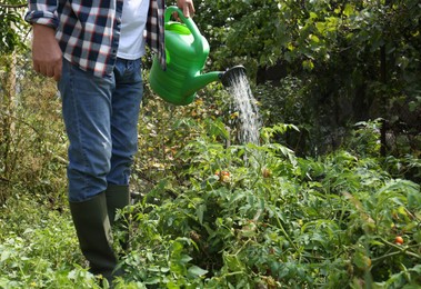 Photo of Man watering tomato plants growing in garden, closeup
