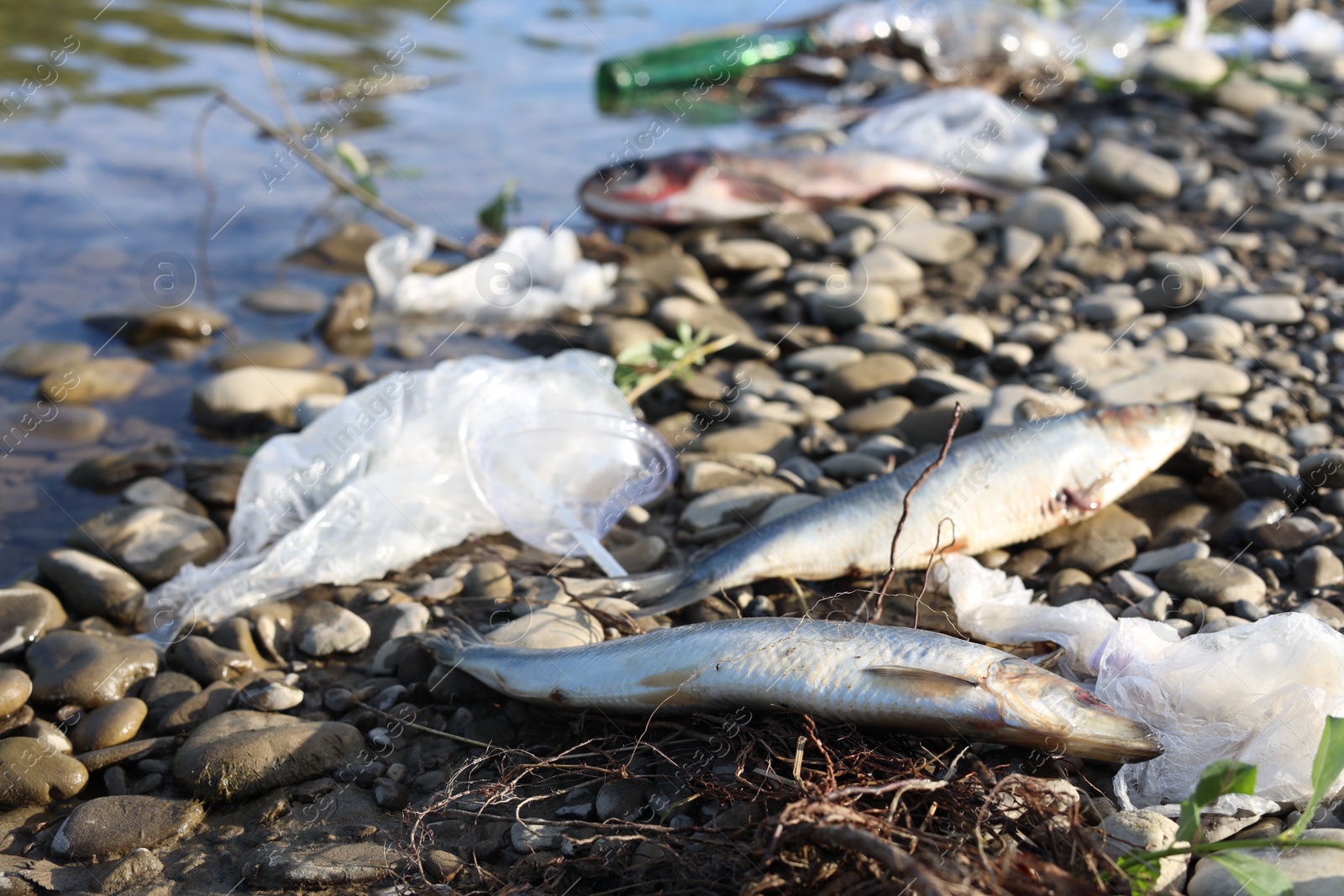 Photo of Dead fishes among trash near river. Environmental pollution concept