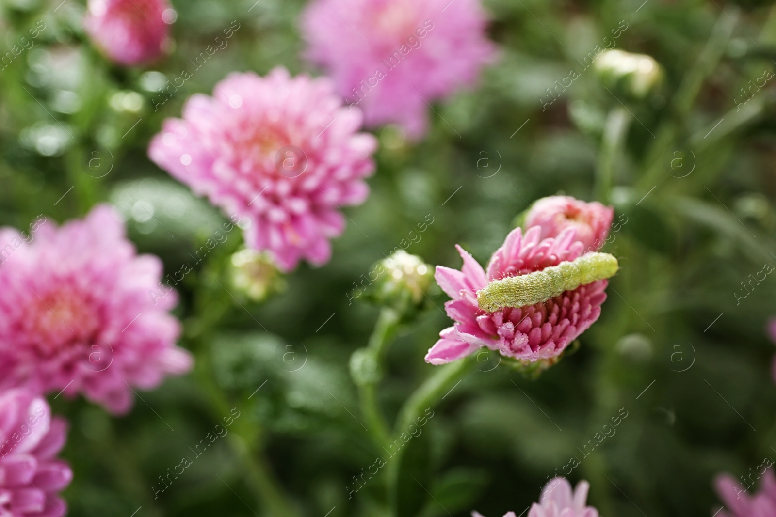 Photo of Beautiful colorful chrysanthemum flowers with caterpillar, closeup