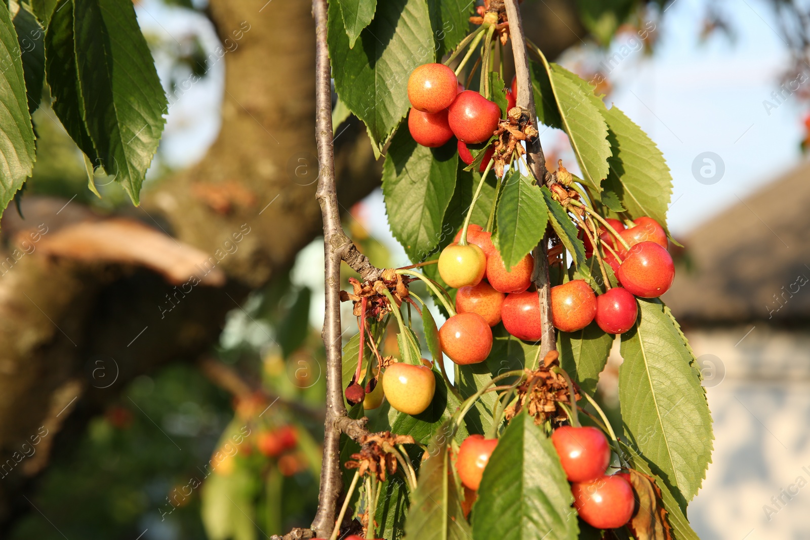 Photo of Cherry tree with green leaves and unripe berries growing outdoors, closeup